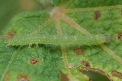 Xanthodes intersepta