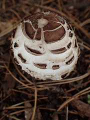Agaricomycetes