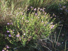 Chaenostoma glabratum