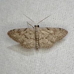 Idaea violacearia