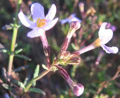 Chaenostoma glabratum