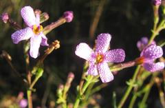Chaenostoma glabratum