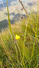 Bobartia macrospatha