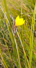 Bobartia macrospatha