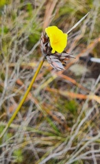 Bobartia macrospatha