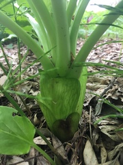 Tracheophyta