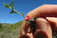 Indigofera obcordata