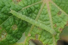 Xanthodes intersepta