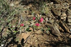 Indigofera obcordata