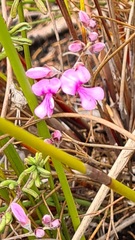 Indigofera concava