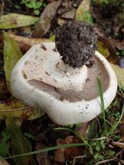 Agaricomycetes