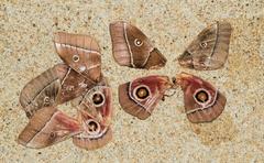 Gonimbrasia belina