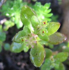 Crassula strigosa