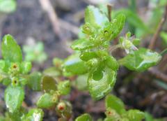 Crassula strigosa