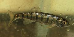 Opsaridium peringueyi