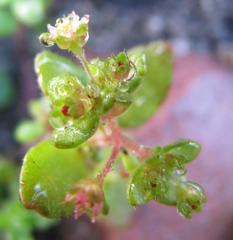 Crassula strigosa