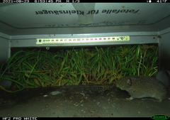 Microtus subterraneus