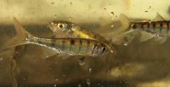 Opsaridium peringueyi