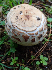 Agaricomycetes