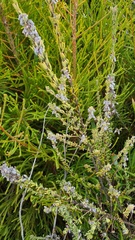 Indigofera rhodantha