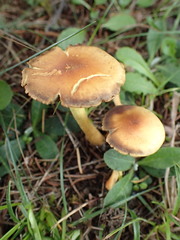 Agaricomycetes