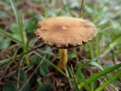 Agaricomycetes