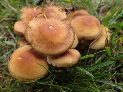 Agaricomycetes