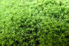 Bryopsida
