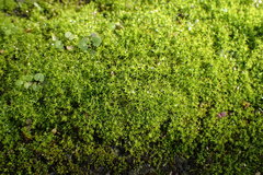 Bryopsida