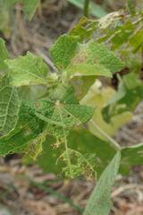 Xanthodes intersepta