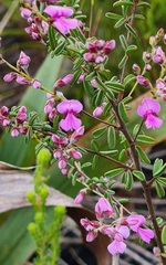 Indigofera concava