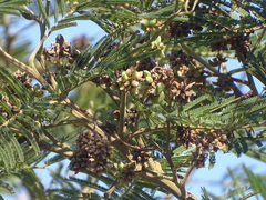 Dasineura rubiformis