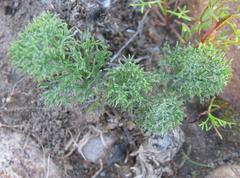 Eriospermum paradoxum