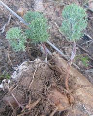 Eriospermum paradoxum