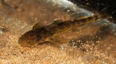 Chiloglanis pretoriae