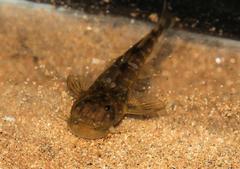 Chiloglanis pretoriae