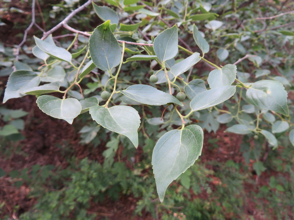 Celtis bungeana; photograph (c) Jens-Christian Svenning, some rights reserved (CC BY)