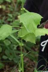Lactuca triangulata