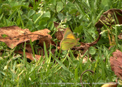 Colias dimera