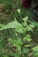 Vincetoxicum ascyrifolium