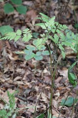 Osmorhiza aristata