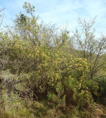 Heteromorpha arborescens arborescens