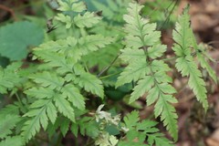 Osmorhiza aristata