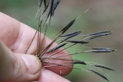 Osmorhiza aristata