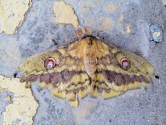 Copaxa lavenderohidalgensis