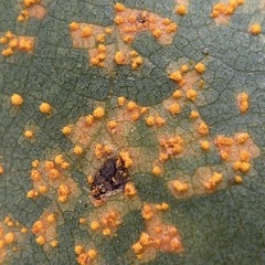 Melampsora occidentalis