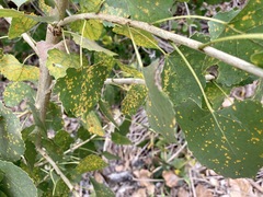 Melampsora occidentalis