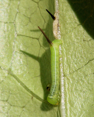 Macroglossinae