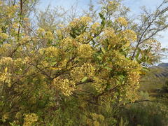 Heteromorpha arborescens arborescens