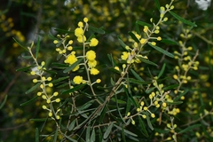 Acacia montana